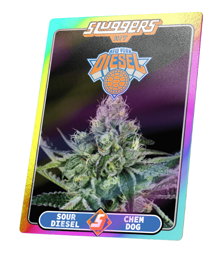 NYC Diesel Sativa Juiced* 5-Pack - Image 5